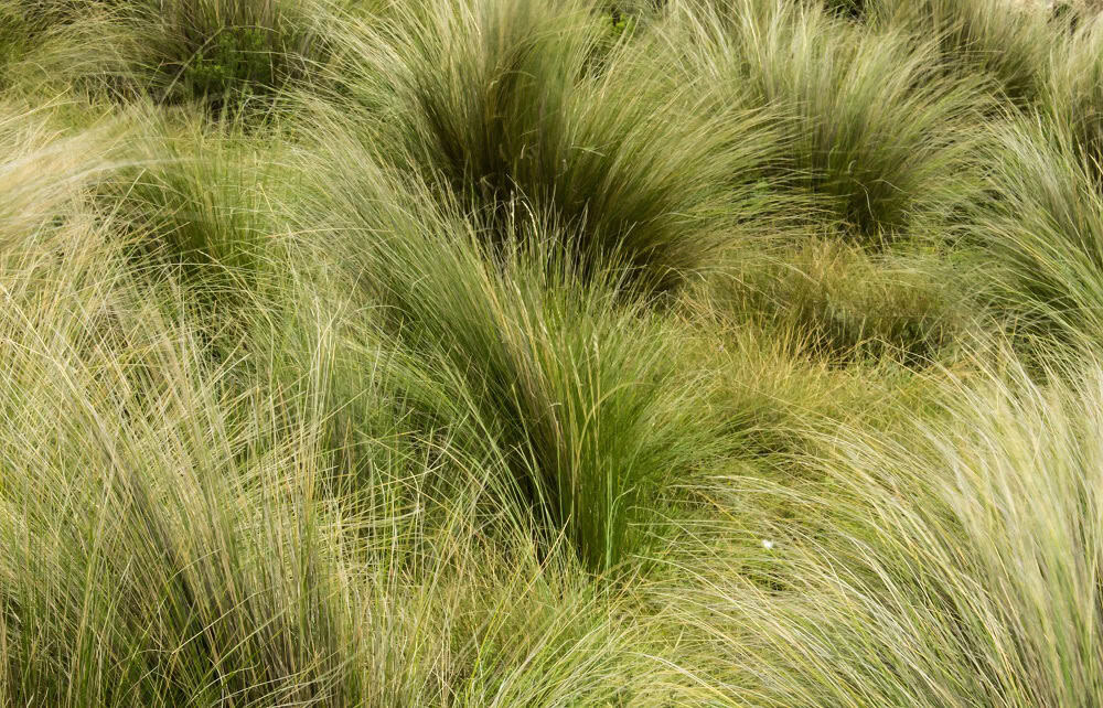 Kilimanjaro Plant Life (35)