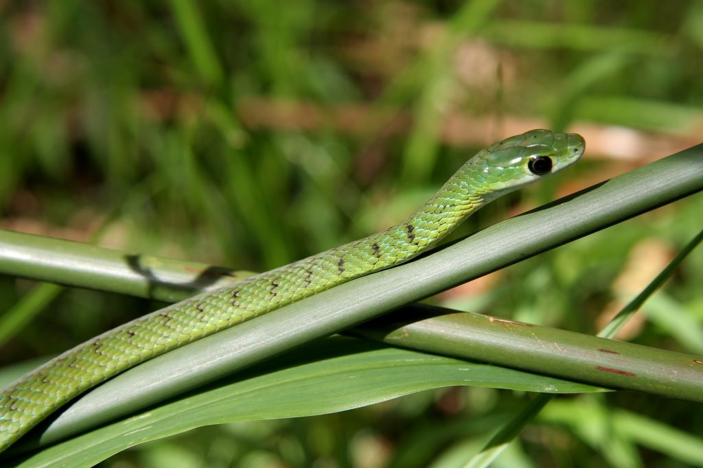 Boomslang