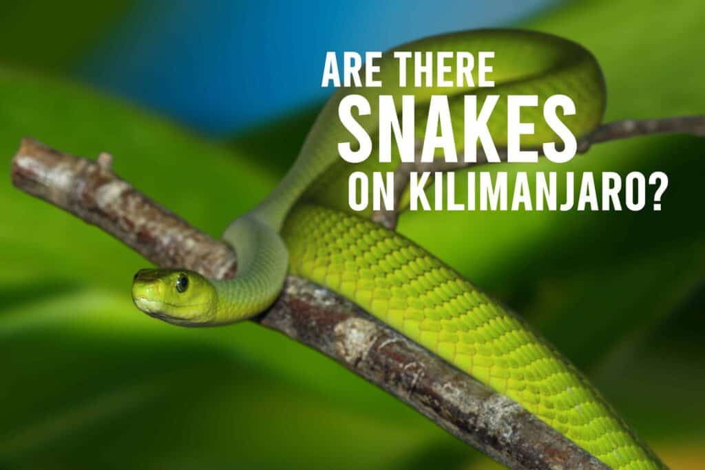kilimanjaro-snakes