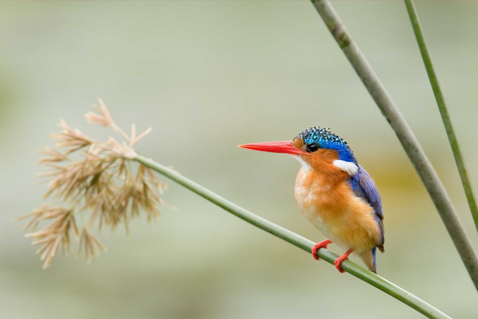 Malachite Kingfisher