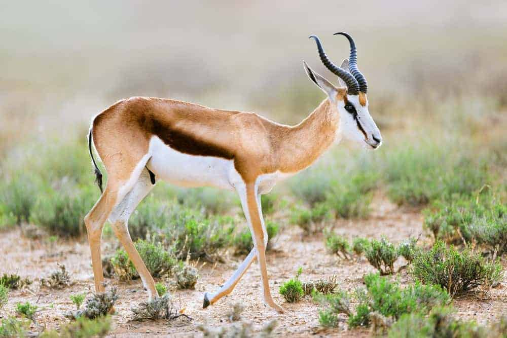 Springbok Animal Speed