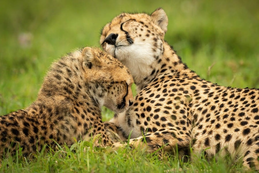 Why Do Cats Purr? Scientific Reasons Ultimate Kilimanjaro