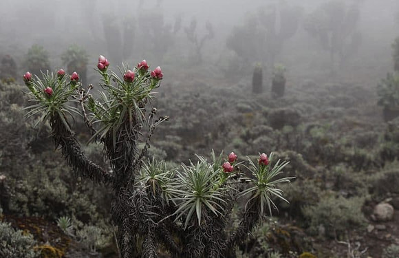 Can I Climb Kilimanjaro During the Rainy Season?