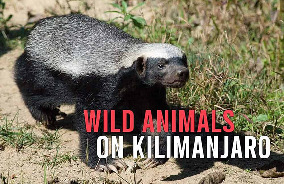 What Wild Animals Will I See Climbing Kilimanjaro?