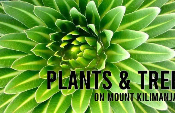 What Plants and Trees Will I See on Mount Kilimanjaro?