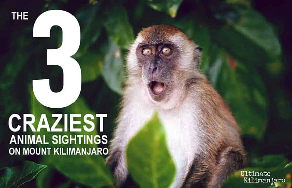 The 3 Craziest Animal Sightings on Mount Kilimanjaro
