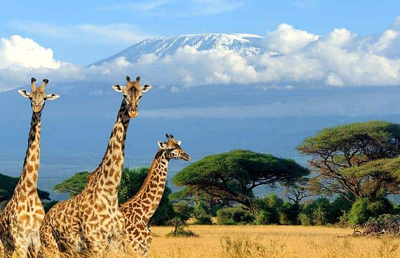 Can Kilimanjaro Be Seen From the Serengeti?