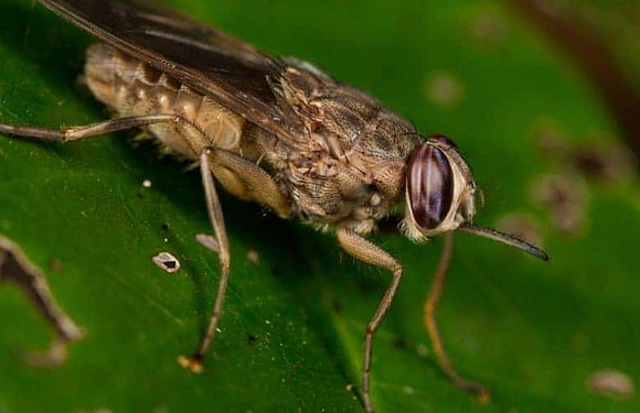 What the Heck are Tsetse Flies (and are They Dangerous)?
