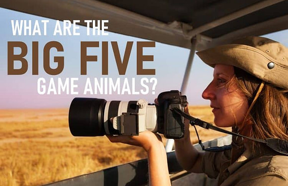 What are the “Big Five” Game Animals?
