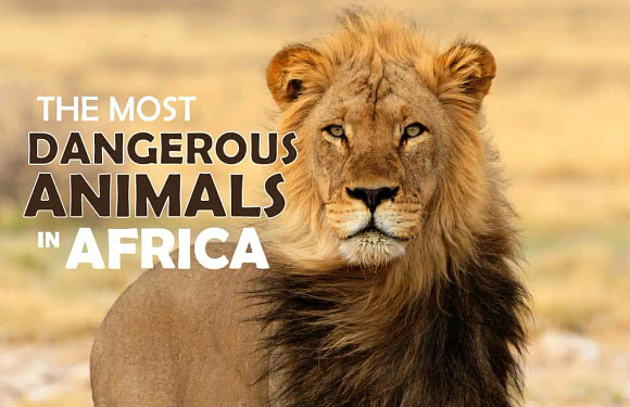 What are the Most Dangerous Animals in Africa?