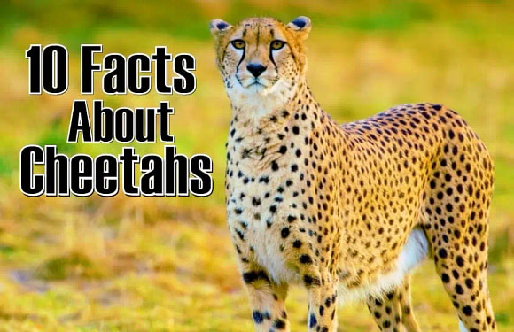 10 Interesting Facts About Cheetahs