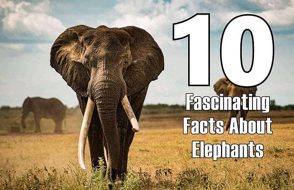 10 Fascinating Facts About Elephants