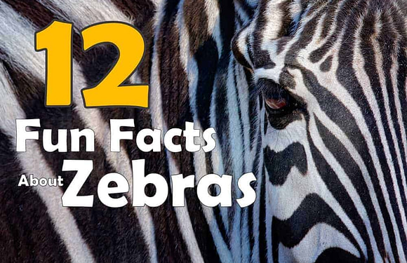 12 Fun Facts About Zebras