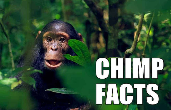 10 Fun Facts about Chimpanzees