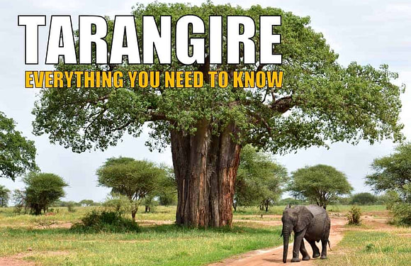 Tarangire National Park: Everything You Need to Know