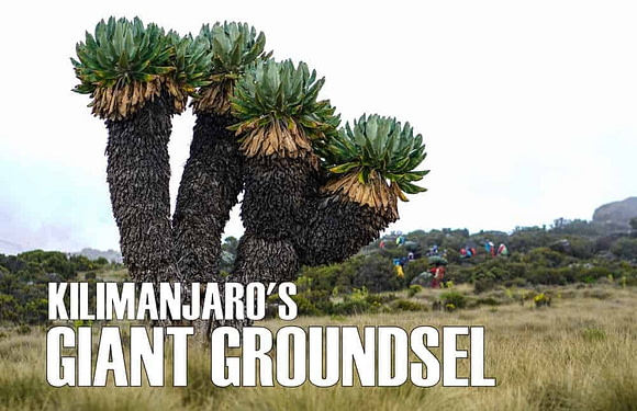 Giant Groundsel – The Most Unique Plant on Mount Kilimanjaro
