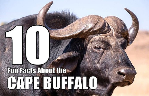 10 Fun Facts About the Cape Buffalo