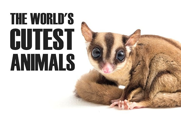 The 20 Cutest Animals in the World (With Photos)