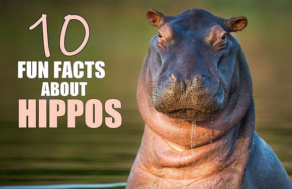 10 Fun Facts About Hippos