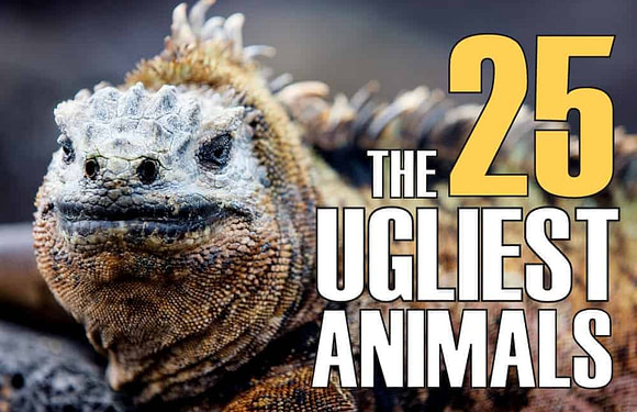 The 25 Ugliest Animals on Earth (With Photos)
