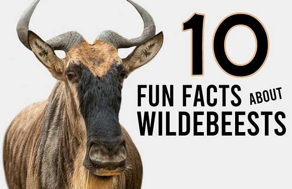 10 Fun Facts About Wildebeests