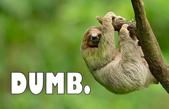 The World’s Dumbest Animals (It’s Not So Simple)