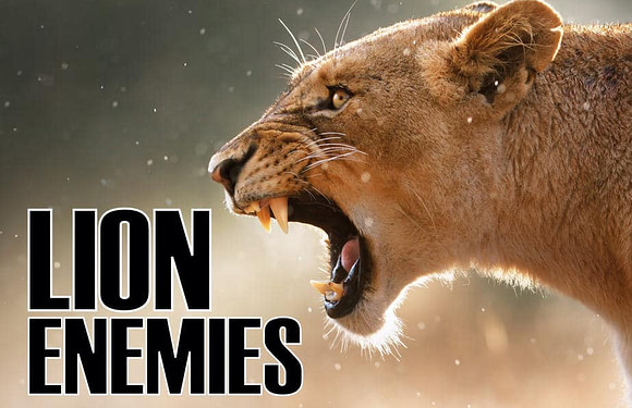 Enemies of the Pride: What Kills and Eats Lions?