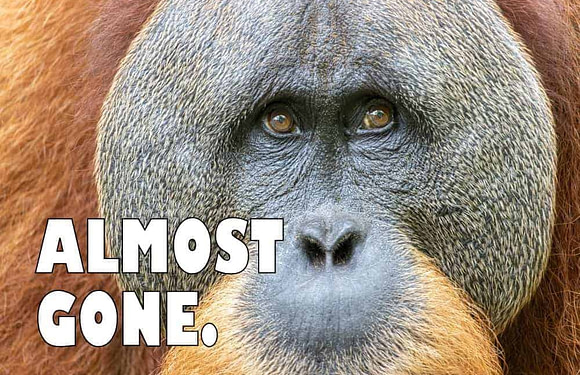 The 20 Rarest Animals in the World (Critically Endangered Species)