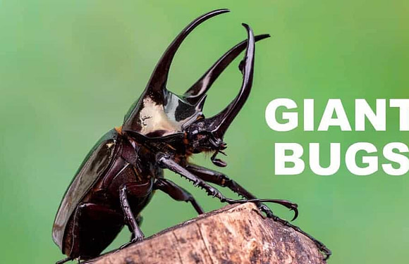 The 15 Largest Insects in the World (Biggest Bugs)