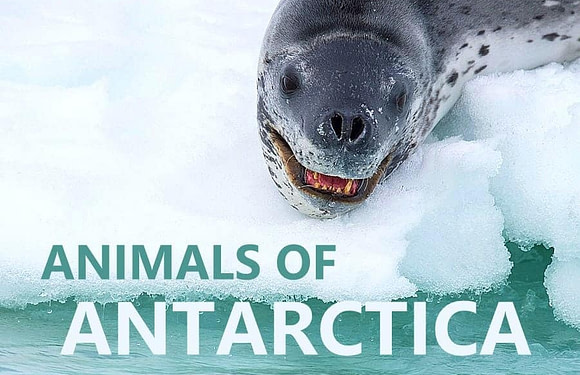 Antarctica Animals: What Lives There?