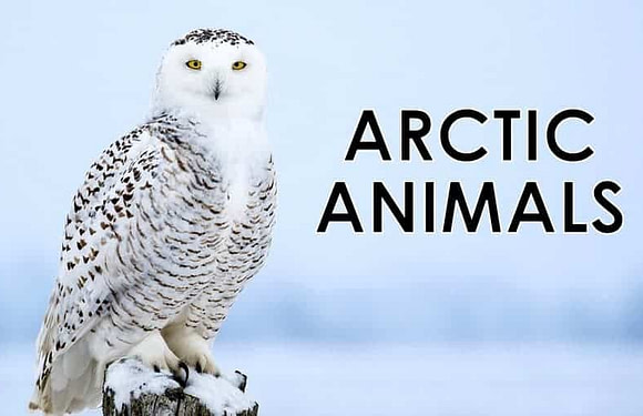 Arctic Animals: Life and Survival on the Tundra