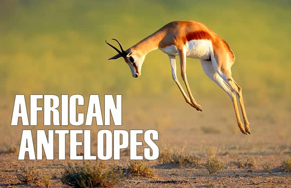 African Antelopes: Characteristics, Adaptations & Species List