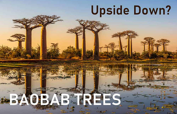 Baobab: Africa’s Upside Down Tree