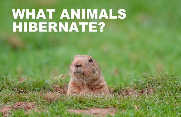 What Animals Hibernate? It’s Not Just Bears