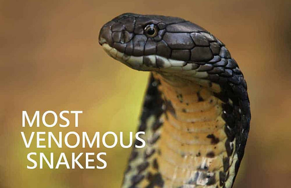 The World’s 12 Most Venomous Snakes (Deadly)