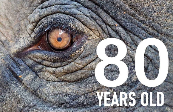The 21 Longest Living Animals in the World (Lifespan)