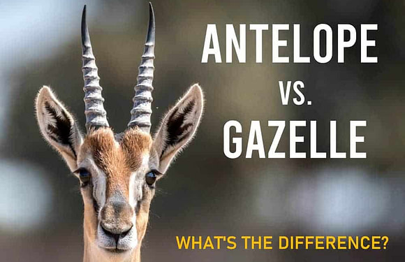 Antelope vs. Gazelle: What’s the Difference?