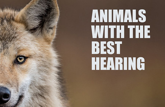What Animals Have the Best Hearing?