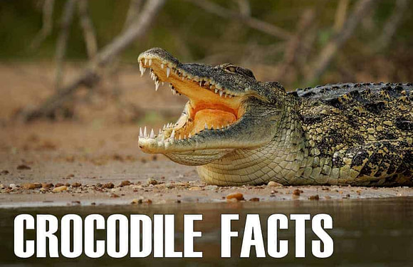10 Fun Facts About Crocodiles