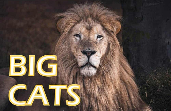 African Cats (List of Wild Cats in Africa)