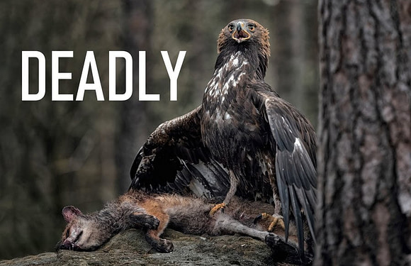 The World’s 10 Largest Birds of Prey (Deadly)