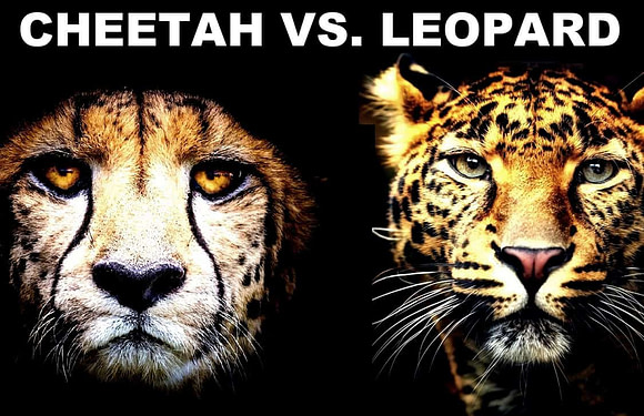 Cheetah vs. Leopard: What’s the Difference?