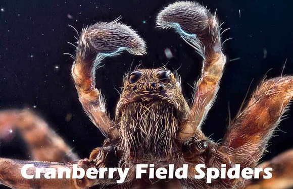 Cranberry Field Spiders: How Wolf Spiders Control Pests
