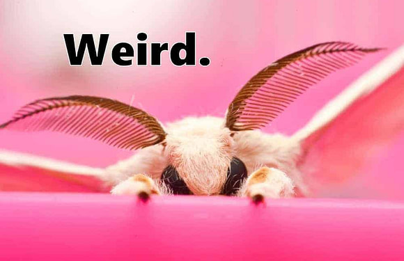 The 21 Weirdest Animals in the World (With Photos)