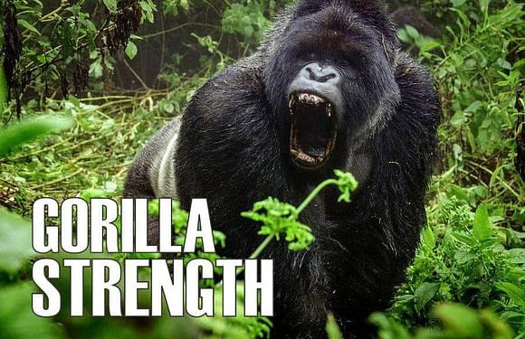 How Strong is a Gorilla?
