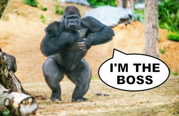 Why Do Gorillas Beat Their Chests?