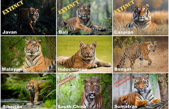 The Different Types of Tigers in the World (With Photos)