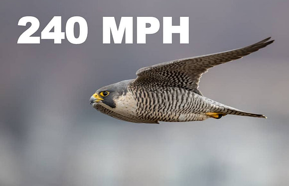 The 15 Fastest Birds in the Sky (Flight Speed)
