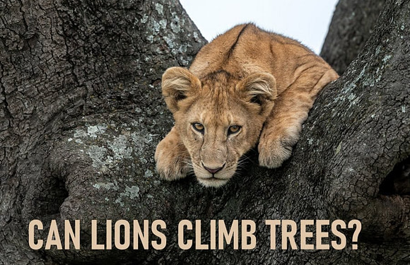 Can Lions Climb Trees?