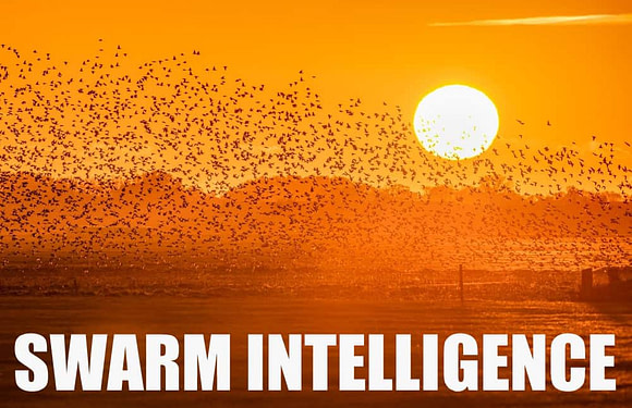 10 Animals That Use Swarm Intelligence